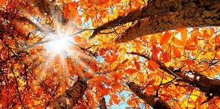 Autumn trees via factsite.com